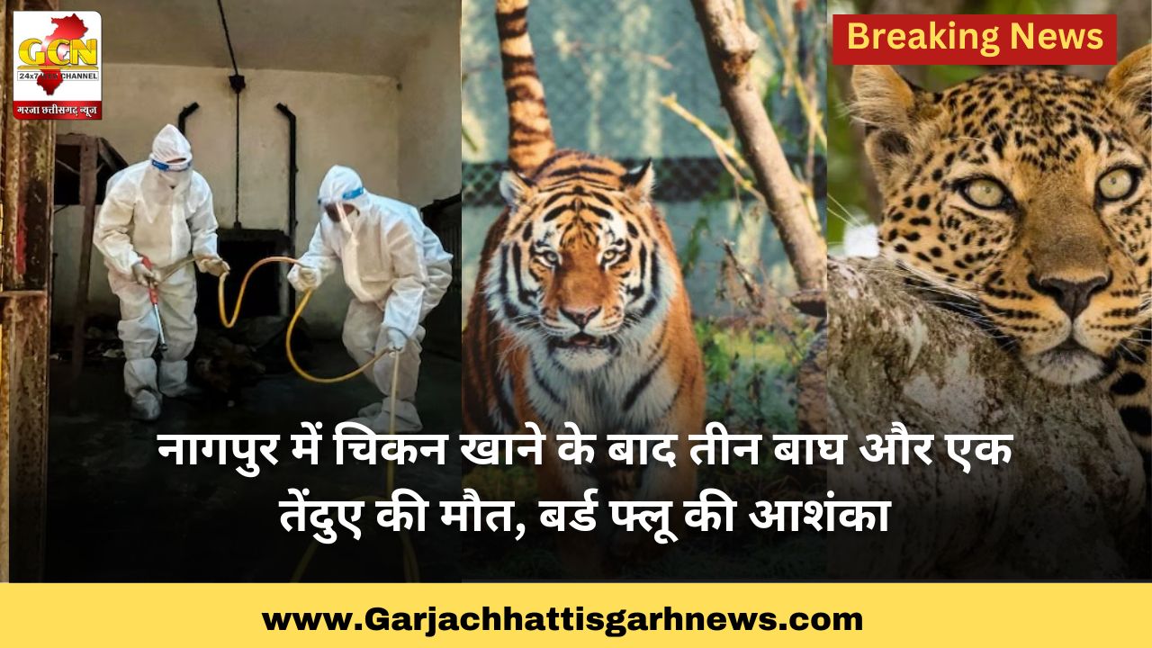 नागपुर में चिकन खाने के बाद तीन बाघ और एक तेंदुए की मौत, बर्ड फ्लू की आशंका नागपुर में चिकन खाने के बाद तीन बाघ और एक तेंदुए की मौत, बर्ड फ्लू की आशंका