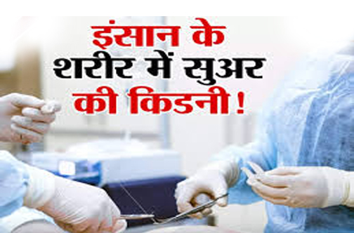 US के डॉक्टरों ने किया कमाल, मानव शरीर में लगाई सूअर की किडनी, बढ़िया तरीके से कर रही काम