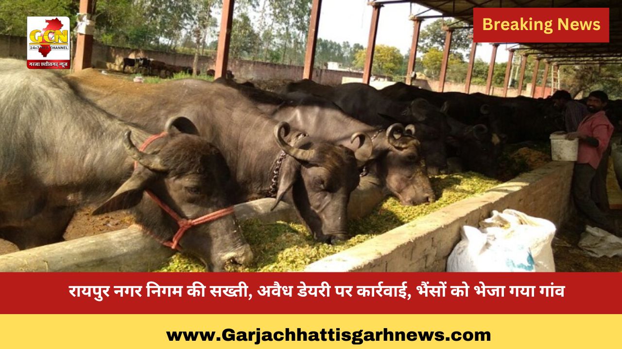 रायपुर नगर निगम की सख्ती,अवैध डेयरी पर कार्रवाई, भैंसों को भेजा गया गांव रायपुर नगर निगम की सख्ती,अवैध डेयरी पर कार्रवाई, भैंसों को भेजा गया गांव