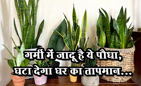 गर्मी में जादू है ये पौधा, घटा देगा घर का तापमान...