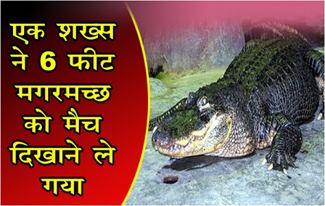 एक शख्स ने 6 फीट मगरमच्छ को मैच दिखाने ले गया...