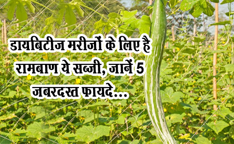 डायबिटीज मरीजों के लिए है रामबाण ये सब्जी, जानें 5 जबरदस्त फायदे...