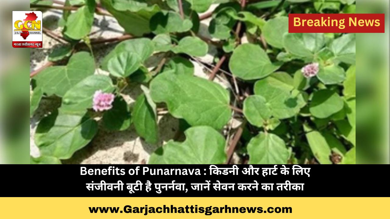 Benefits of Punarnava : किडनी और हार्ट के लिए संजीवनी बूटी है पुनर्नवा, जानें सेवन करने का तरीका