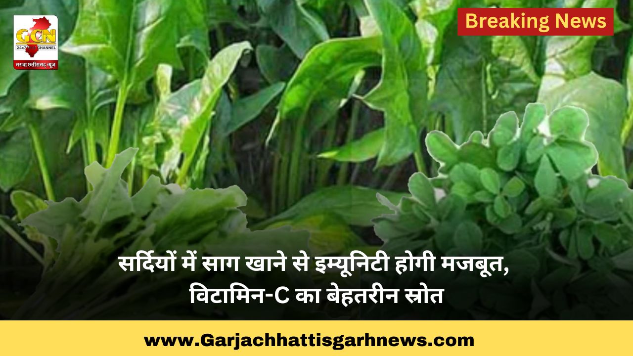 सर्दियों में साग खाने से इम्यूनिटी होगी मजबूत, विटामिन-C का बेहतरीन स्रोत