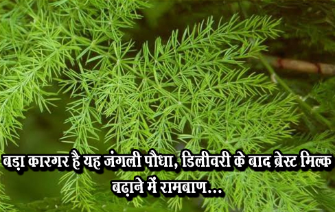 बड़ा कारगर है यह जंगली पौधा, डिलीवरी के बाद ब्रेस्ट मिल्क बढ़ाने में रामबाण...