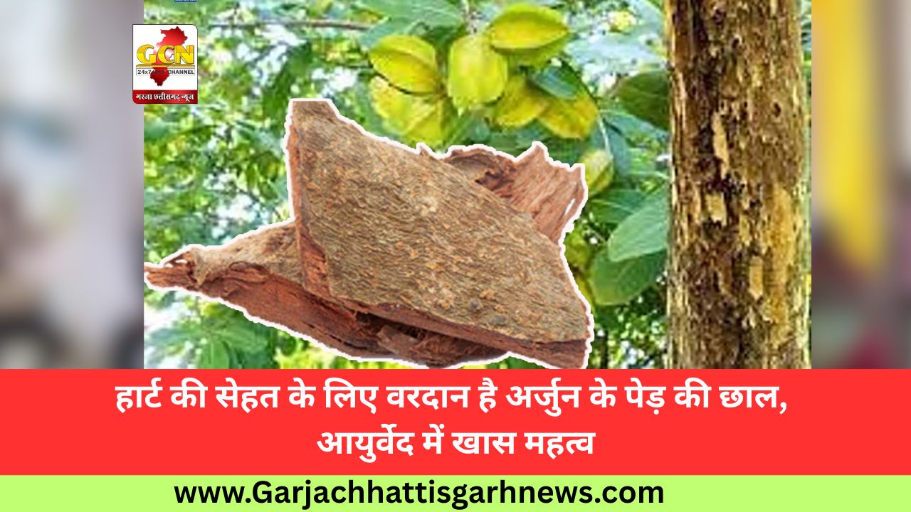 हार्ट की सेहत के लिए वरदान है अर्जुन के पेड़ की छाल, आयुर्वेद में खास महत्व