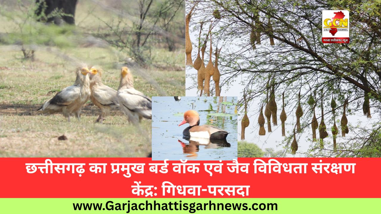 छत्तीसगढ़ का प्रमुख बर्ड वॉक एवं जैव विविधता संरक्षण केंद्र: गिधवा-परसदा