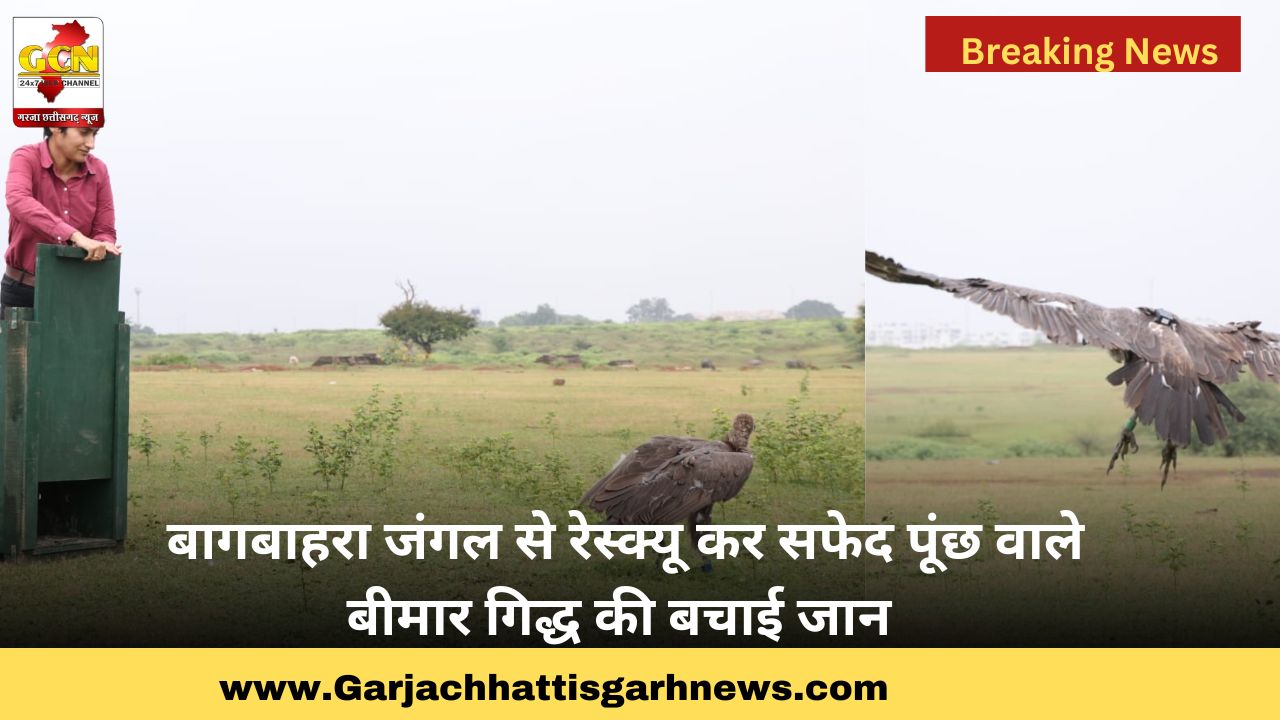 बागबाहरा जंगल से रेस्क्यू कर सफेद पूंछ वाले बीमार गिद्ध की बचाई जान बागबाहरा जंगल से रेस्क्यू कर सफेद पूंछ वाले बीमार गिद्ध की बचाई जान