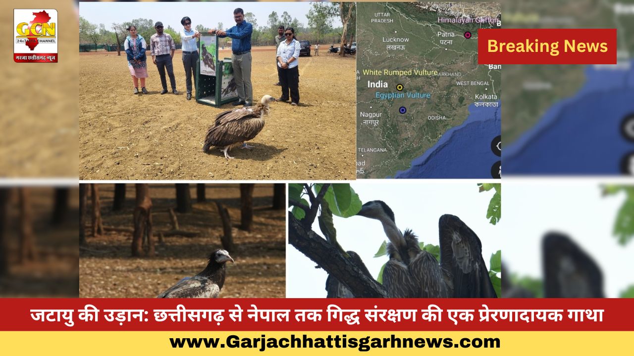 जटायु की उड़ान: छत्तीसगढ़ से नेपाल तक गिद्ध संरक्षण की एक प्रेरणादायक गाथा जटायु की उड़ान: छत्तीसगढ़ से नेपाल तक गिद्ध संरक्षण की एक प्रेरणादायक गाथा