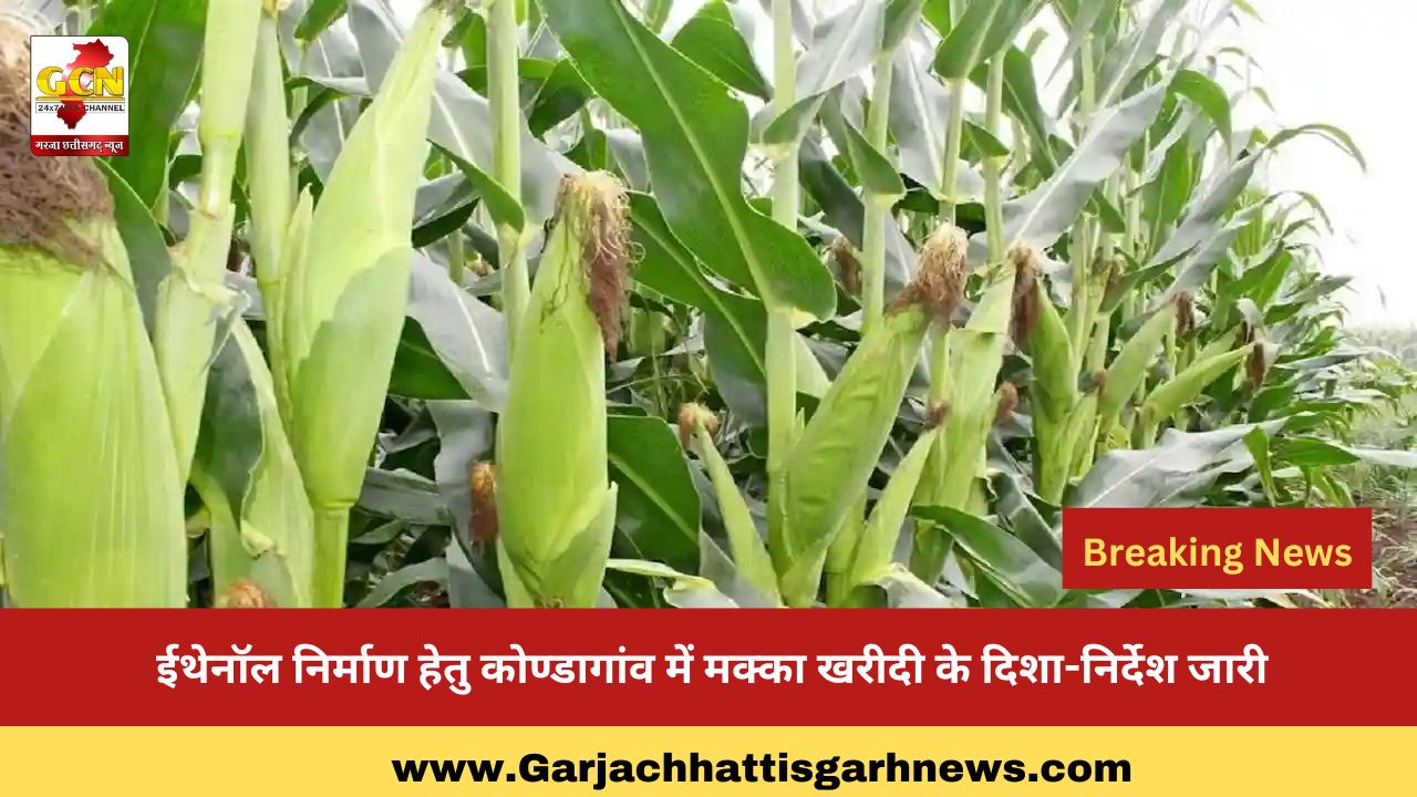 ईथेनॉल निर्माण हेतु कोण्डागांव में मक्का खरीदी के दिशा-निर्देश जारी ईथेनॉल निर्माण हेतु कोण्डागांव में मक्का खरीदी के दिशा-निर्देश जारी