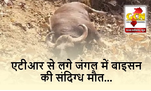 CG BIG NEWS: एटीआर से लगे जंगल में बाइसन की संदिग्ध मौत,करंट लगाकर शिकार करने की आशंका... CG BIG NEWS: एटीआर से लगे जंगल में बाइसन की संदिग्ध मौत,करंट लगाकर शिकार करने की आशंका...