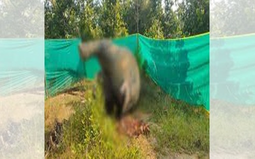 करंट की चपेट में आने से हाथी समेत 3 अन्य मवेशियों की मौत, मचा हड़कंप