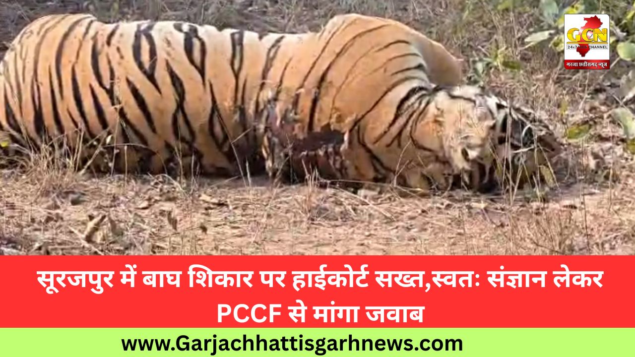 सूरजपुर में बाघ शिकार पर हाईकोर्ट सख्त,स्वतः संज्ञान लेकर PCCF से मांगा जवाब