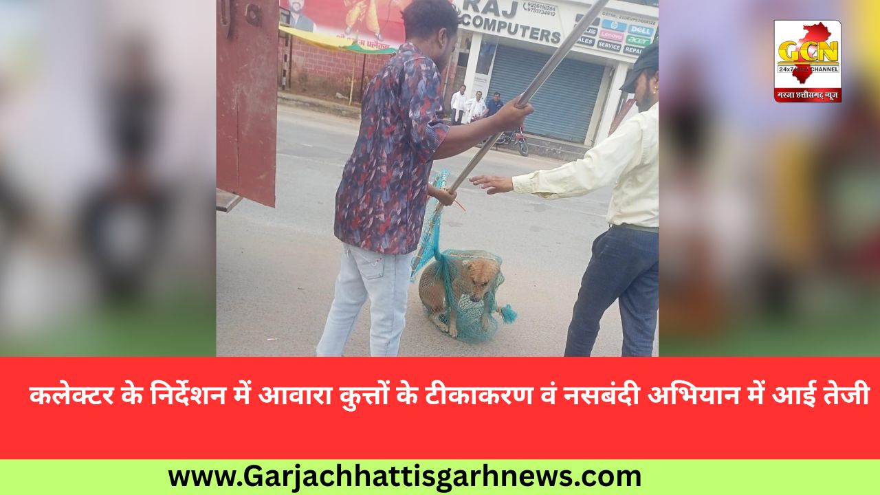 कलेक्टर के निर्देशन में आवारा कुत्तों के टीकाकरण वं नसबंदी अभियान में आई तेजी