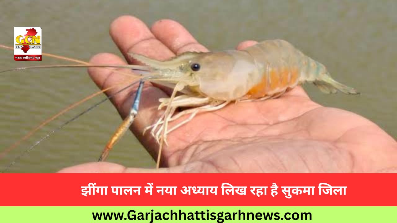 झींगा पालन में नया अध्याय लिख रहा है सुकमा जिला